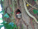 SX06532 Lesser spotted woodpecker - juvenile peaking out hole in tree(Dendrocopos minor).jpg